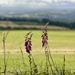 IMG_3367