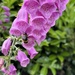 IMG_3339