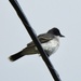 Eastern Kingbird