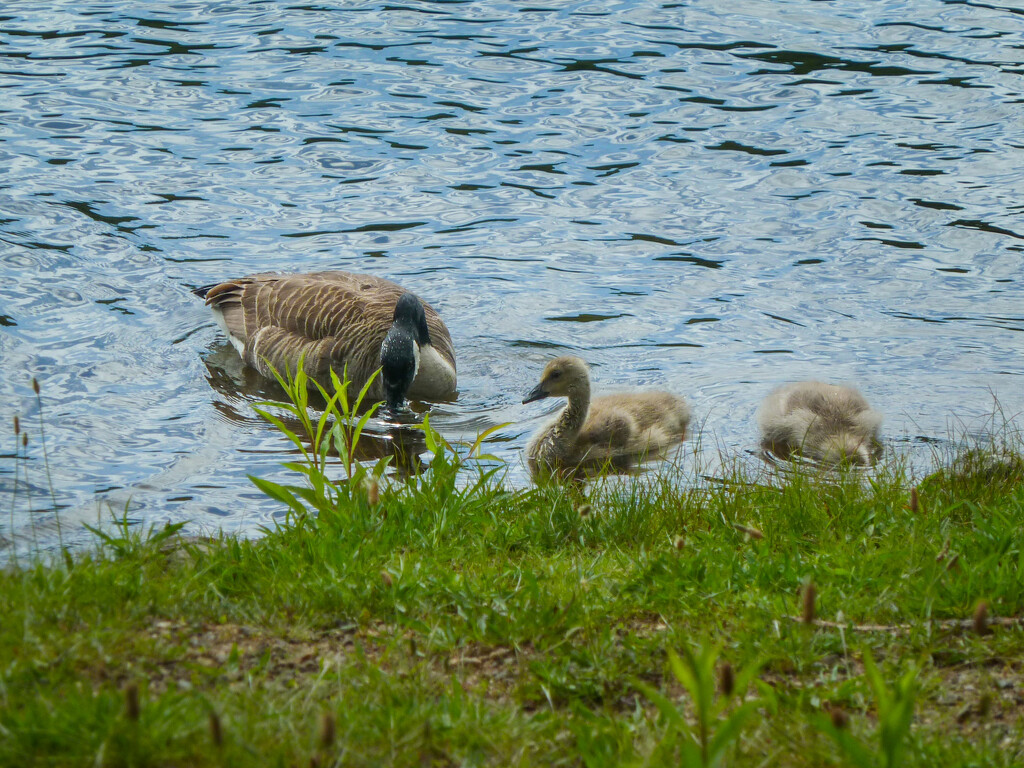Geese at the reservoir by batfish