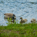 Geese at the reservoir