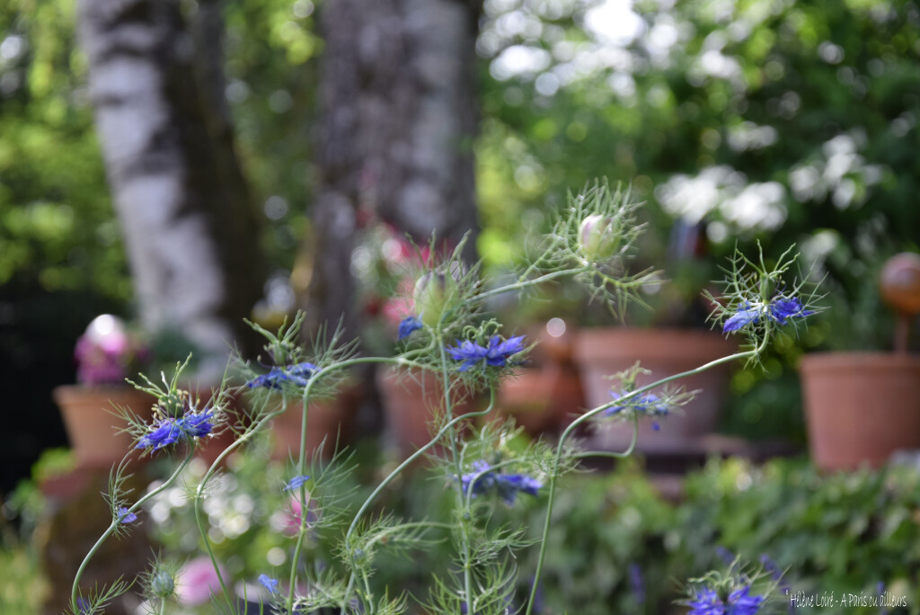 twisted damask nigella by parisouailleurs