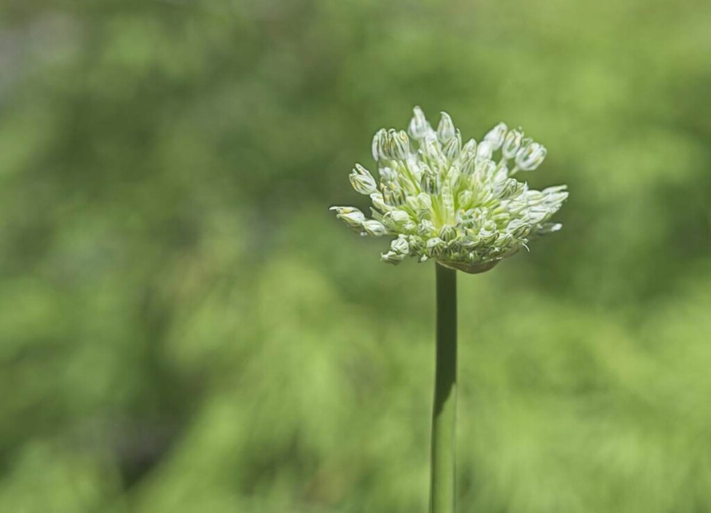 Small Allium in a Green World by gardencat