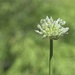 Small Allium in a Green World