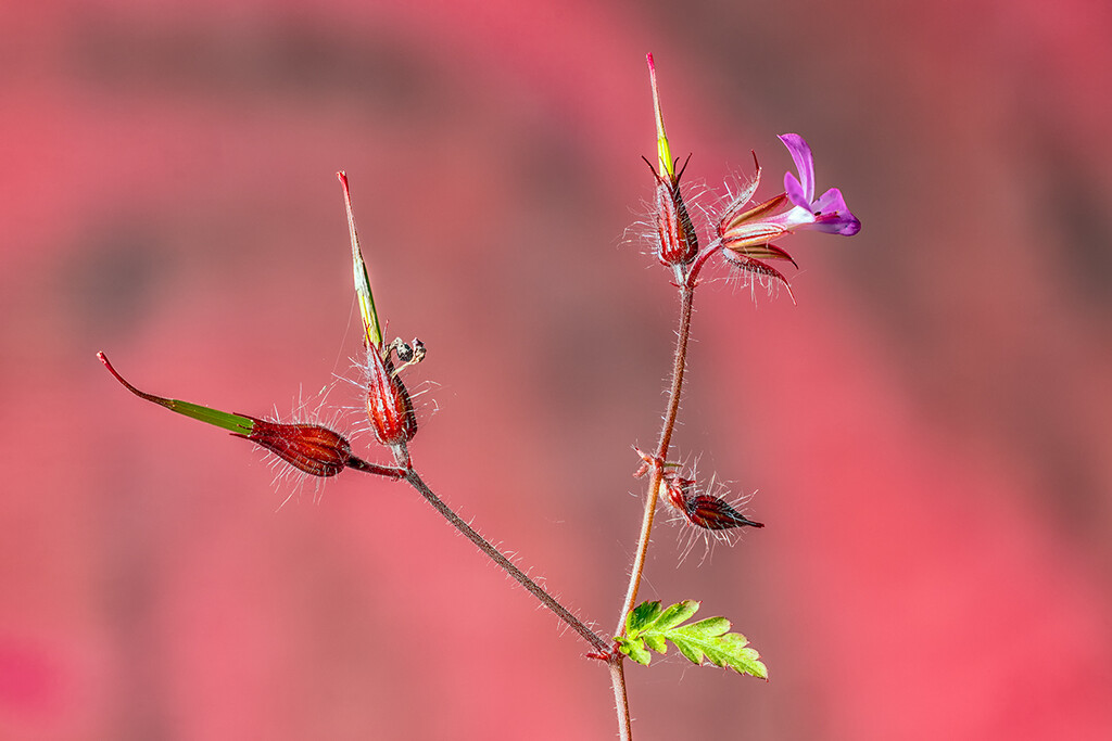 Jun 03 - Herb-robert by hajeka