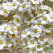 Blossom