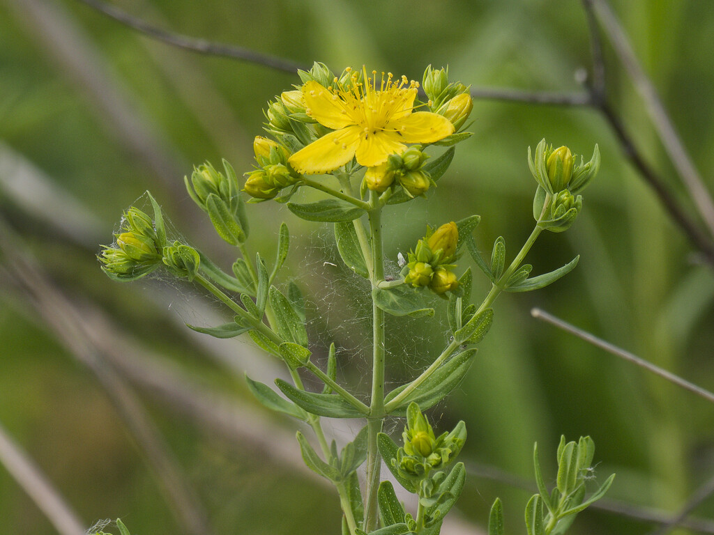 St John's Wort  by rminer