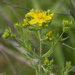 St John's Wort 