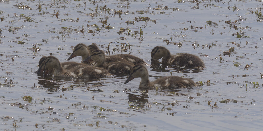 mallard ducklings by rminer