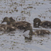 mallard ducklings
