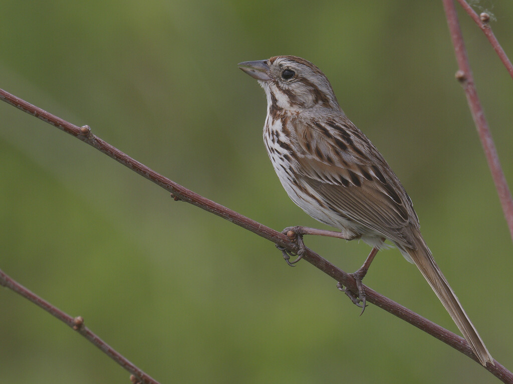 Song sparrow by rminer