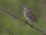3rd Jun 2026 - Song sparrow
