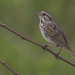 Song sparrow
