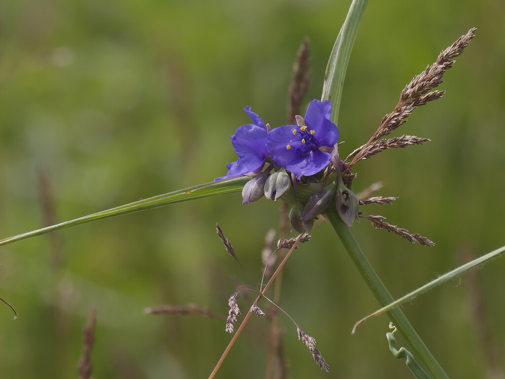 spiderwort by rminer