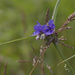 spiderwort