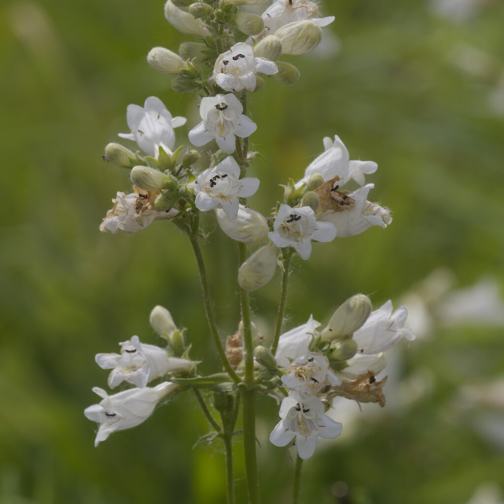 foxglove beardtongue by rminer