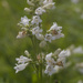 foxglove beardtongue