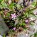 Herb Robert 