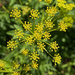Dill Stars
