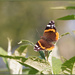 3 - Red Admiral