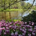 Tip Toe through the Tulips