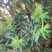 New Growth on the Yew