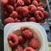Raspberry Yogurt with Fresh Raspberries 