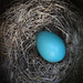 Everyday is a Holiday-Egg Day: A Promise in Blue