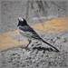 White wagtail
