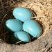 Robin’s eggs