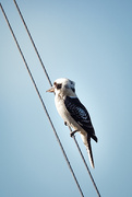 21st Apr 2026 - On the Wire
