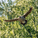 Duck! Duck! Goose!