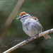 Nesting Material