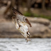 Dive!