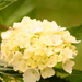Hydrangea~~~~~