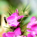 Dianthus with hoverfly~~~~~