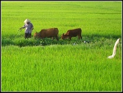 2nd Mar 2010 - In the Rice Fields