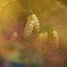 Briza minor (quaking grass)~~~~