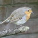 Hello little robin