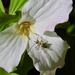 Long-horned Beetle