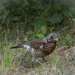 The fieldfare 