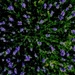 Lavender Burst