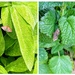 Mint moth 