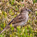 Skittish
