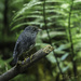 Forest Companion