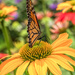 Coneflower Delight