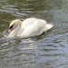 Wild Swan