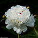 Festiva Maximus Peony