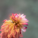Fading Grace