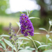 Butterfly Bush...